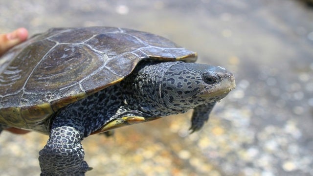 Rescued turtle manages to return to the group that saved the animal nearly 2 decades ago