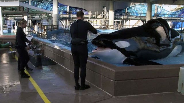 SeaWorld Orlando's Tilikum improving; PETA says orcas should be placed in sea sanctuaries