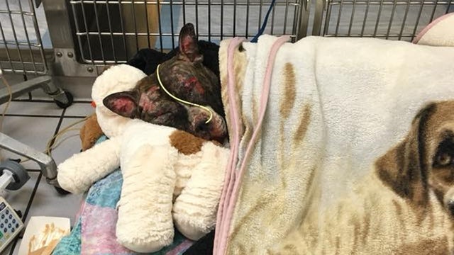 Animal cruelty is now a felony in Virginia