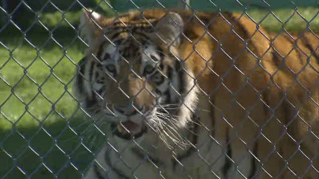 Siberian tiger kills Swiss zookeeper in enclosure as visitors watch