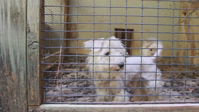 Charges pending after dogs rescued from puppy mill