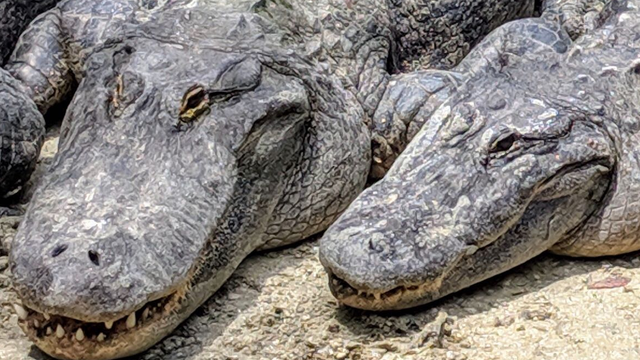 Gatorland offers free admission to veterans in November
