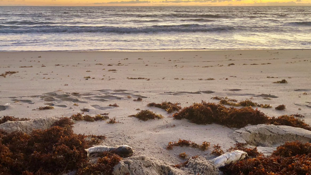 Flagler County beaches now open 'around the clock' for physical, mental health activities