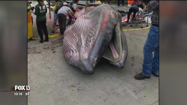 Plastic found to be whale's cause of death, putting renewed spotlight on growing problem