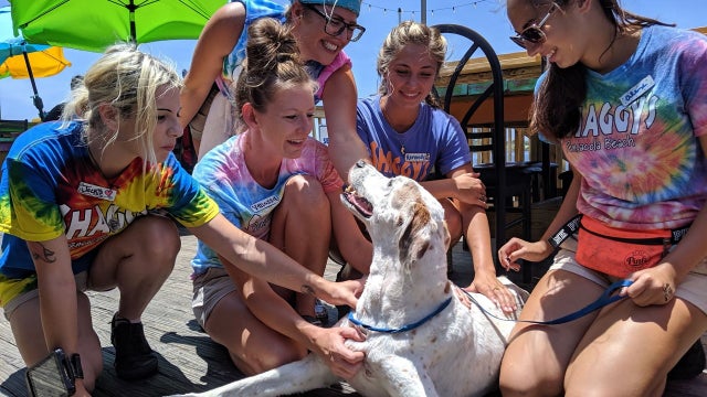 Family gives sick dog best weekend ever before putting it down