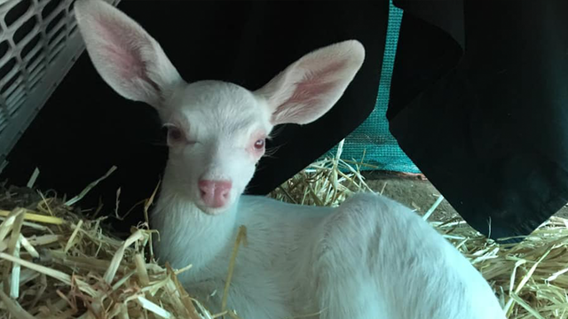 Rare albino baby deer rescued by truck driver in California
