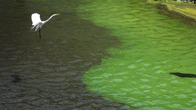 Florida passes bill to combat blue-green algae blooms