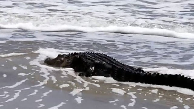 Alligator seen enjoying the sun and surf at North Carolina beach