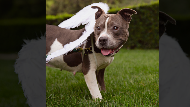 Blind, diabetic dog who loves wearing angel wings is looking for a home