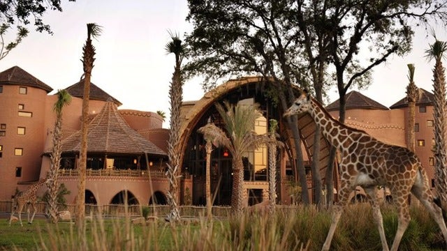 Mother located in case of abandoned baby at Disney's Animal Kingdom Lodge