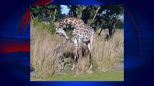 Giraffe born at Disney's Animal Kingdom park