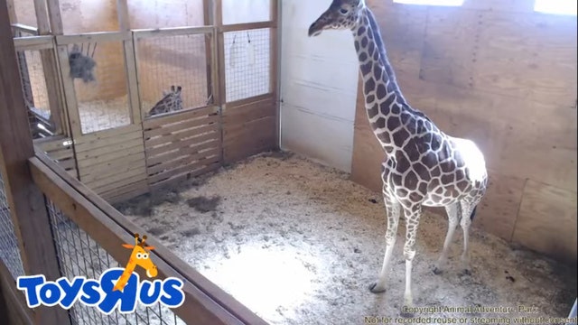 April the Giraffe expected to give birth soon