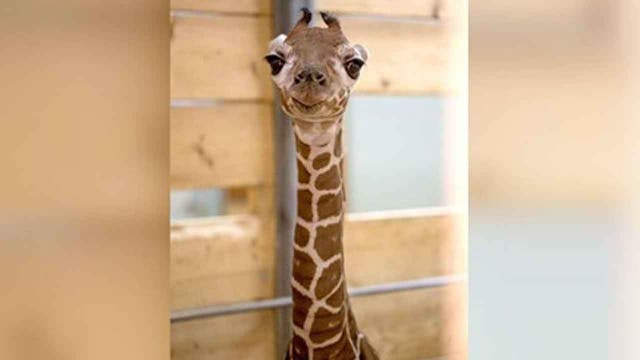 Como Zoo celebrates birth of baby giraffe