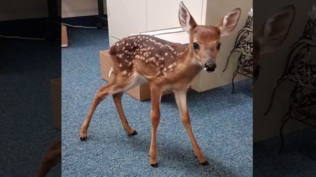 Baby deer rescued after his mother killed by car in Florida