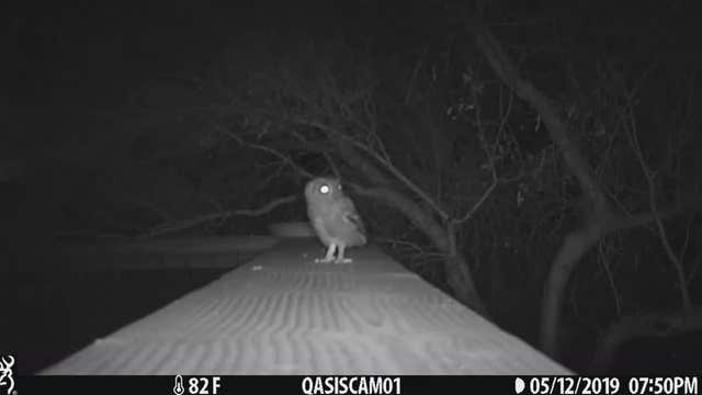 Adorable! Baby owl caught on camera practicing 'pouncing skills'