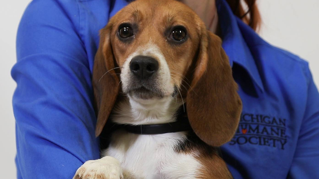 Beagles used in pesticide study have been saved and are now up for adoption