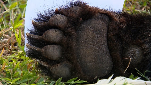 Florida lawmakers consider tougher penalties for killing bears