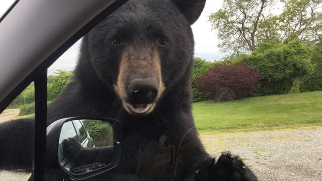 Woman fights off black bear who gets up close and personal in Rhode Island, officials say