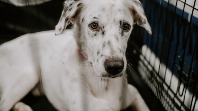 Florida dog rescue takes in 60 dogs from the Bahamas