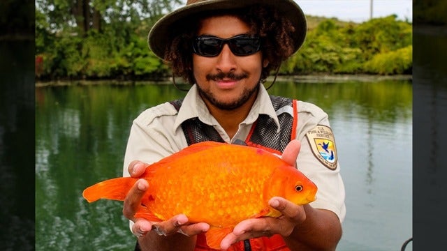 Giant goldfish found in Niagra River serves as reminder to not flush fish