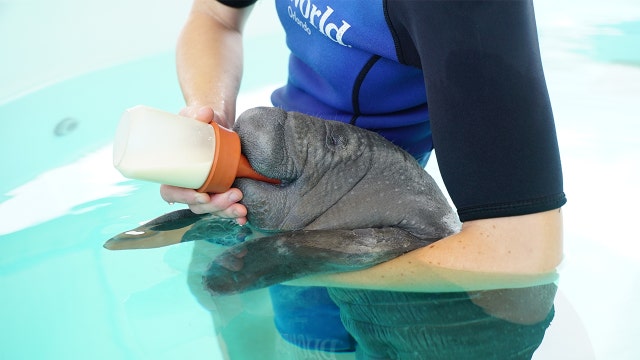 Orphaned manatee will be bottle fed every 3 hours to put on weight at SeaWorld