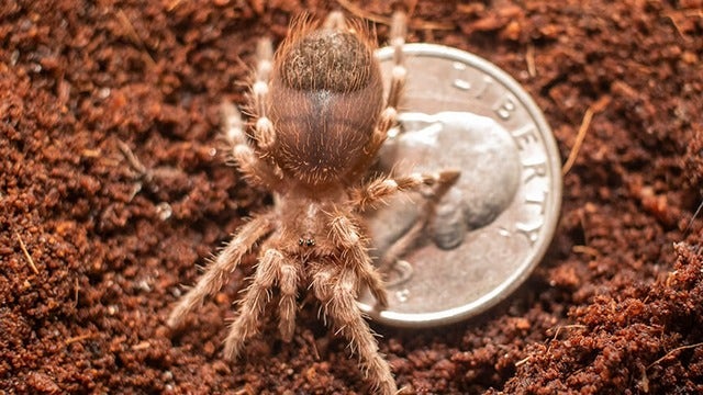 Brevard Zoo welcomes in eight baby tarantulas, spanning about a quarter in size