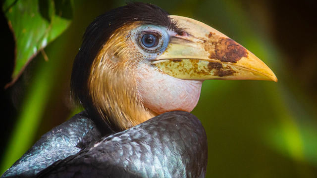 Florida zoo welcomes endangered wrinkled hornbill chick