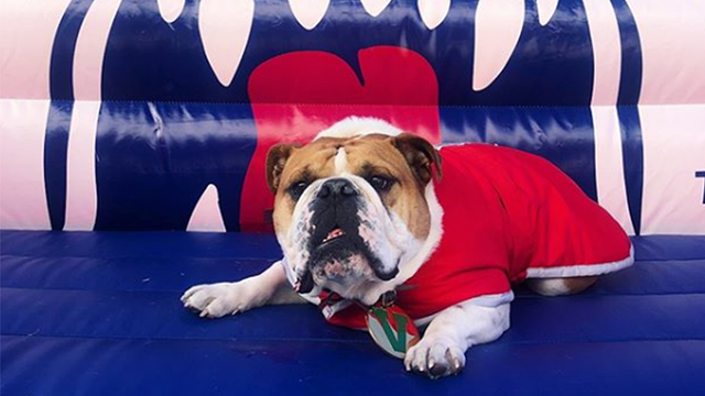 Make $42K per year as the the caretaker for Cal State Fresno's living mascot, Victor E. Bulldog III