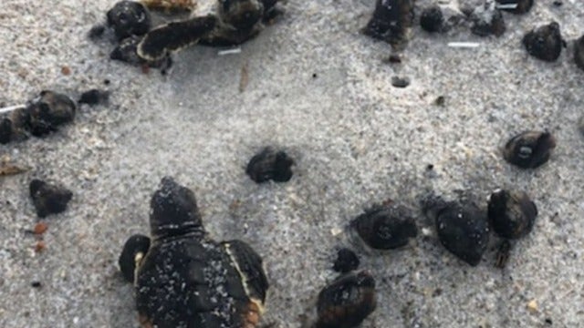 Baby sea turtles found burned to death at Florida beach