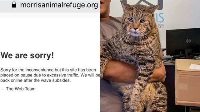Viral 'jumbo-sized' cat breaks animal shelter's website due to popularity