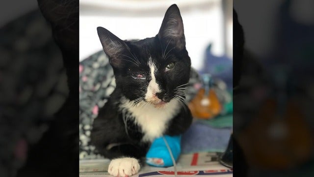Cat falls asleep in washing machine, survives entire 30-minute cycle