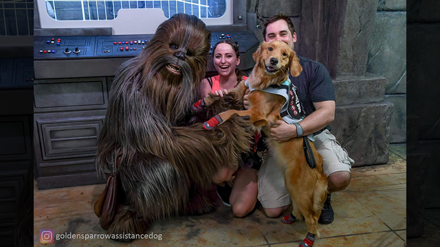 This service dog meeting Chewbacca at Disney World is the cutest thing you'll see all day