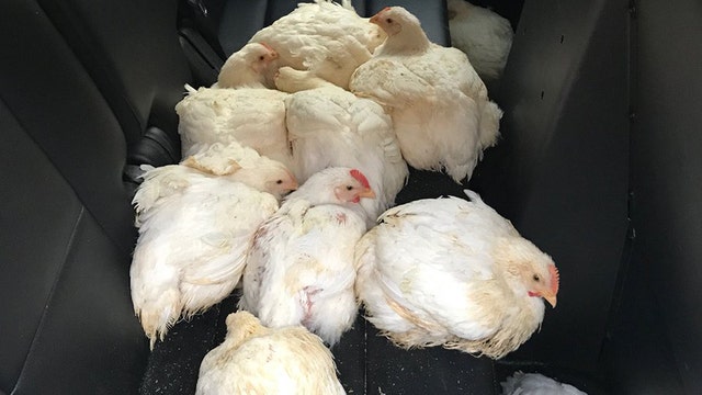 Pet chicken supplier sees 260 percent increase in demand due to coronavirus pandemic