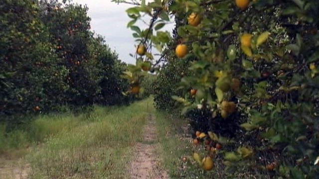 Florida citrus production forecast to drop