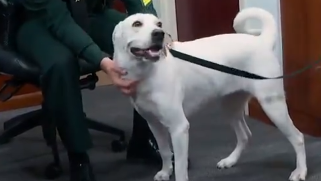 Meet Daisy! Orange County Sheriff's Office welcomes their first comfort dog