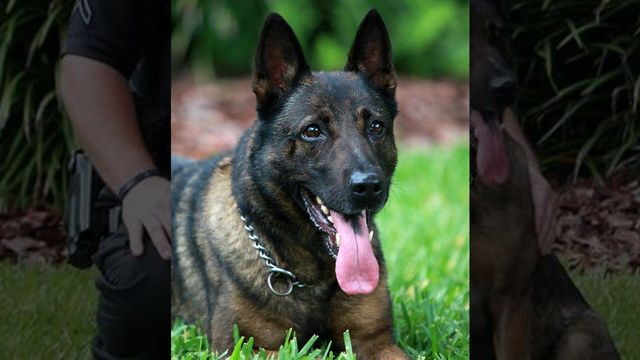 Retired Tampa K-9 Deebo dies after years of service