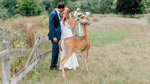 Deer photo-bombs wedding pictures, eats bride's bouquet