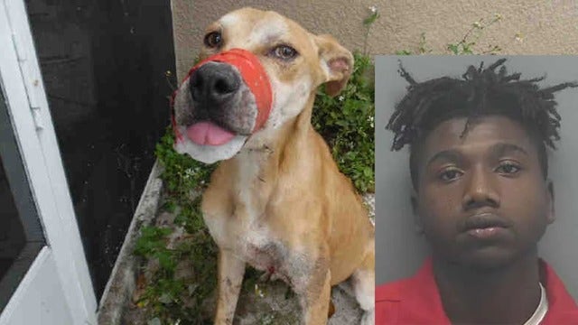 Florida man arrested and charged for aggravated animal abuse of Deputy Chance
