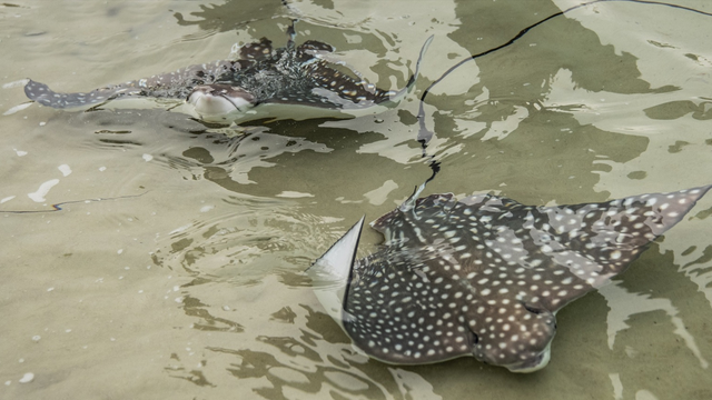Spotted eagle ray pups born at Discovery Cove