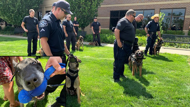 K-9 retires from police department and all his dog co-workers showed up to the party