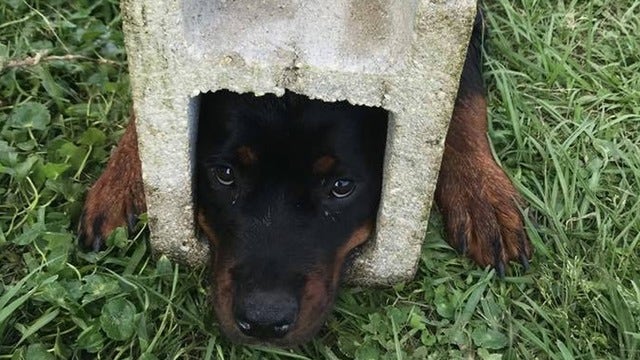 ‘Jaws of life' used to free dog's head from cinder block