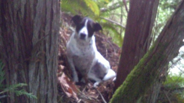 Loyal dog barks until rescuers find hiker who did not survive his last climb