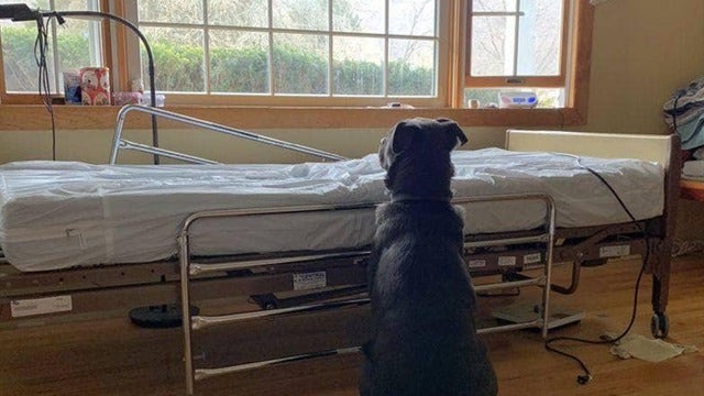Sad photo shows dog waiting for dead owner to come home