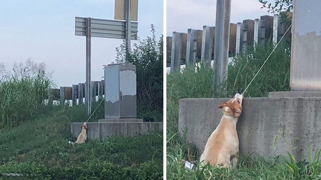 Missouri man rescues dog left tied to electrical cord on side of interstate overpass