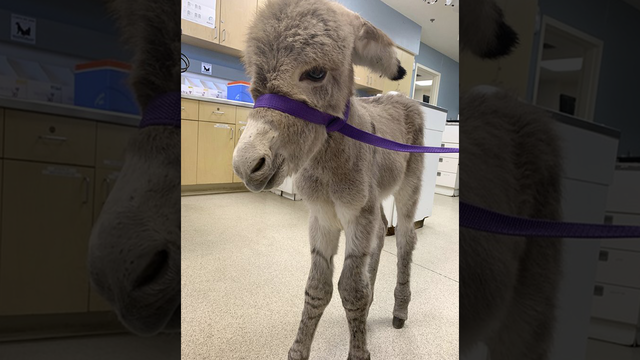 Injured baby burro rescued in Southern California