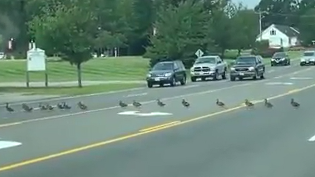 WATCH: Drivers stop to let 45 ducks cross road during rush-hour commute in Maine