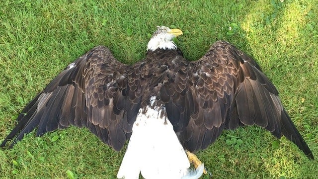 Bald eagle shot and killed in Pennsylvania, officials search for gunman