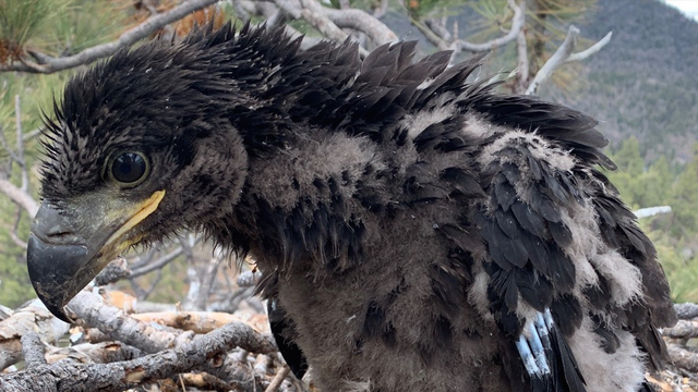 6-week-old bald eagle who hatched live on webcam dies: U.S. Forest Service