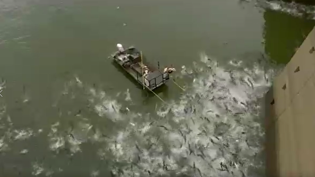Electrofishing stuns hundreds of carp in mind-boggling video