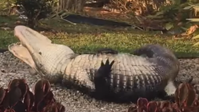 Alligator performs 'death roll' while being wrangled at school bus stop